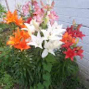 Meet your Posher, Linda